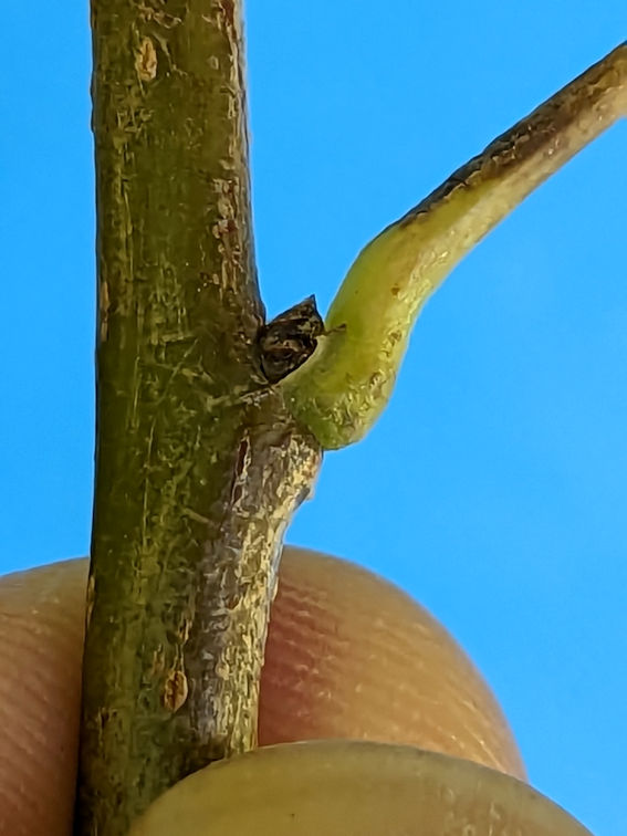 bud on twig at base of leaf stalk