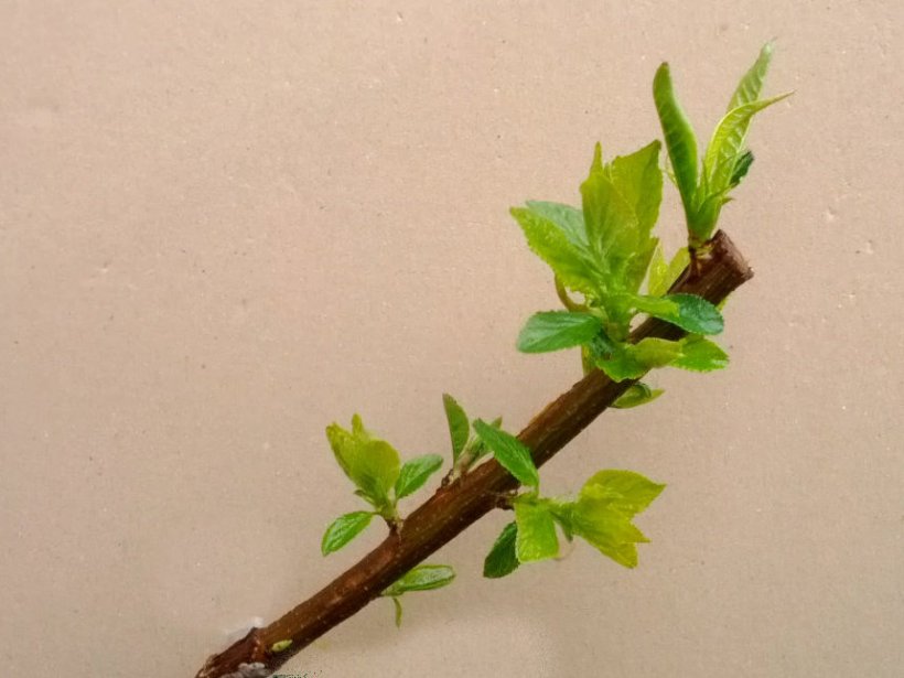 growth from both the bud graft and the stock's own buds