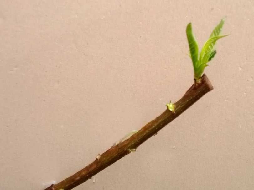 all growth removed except from bud graft