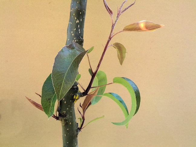 induced growth of bud grafts