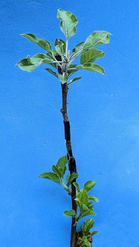 newly grafted apple tree that succeeded