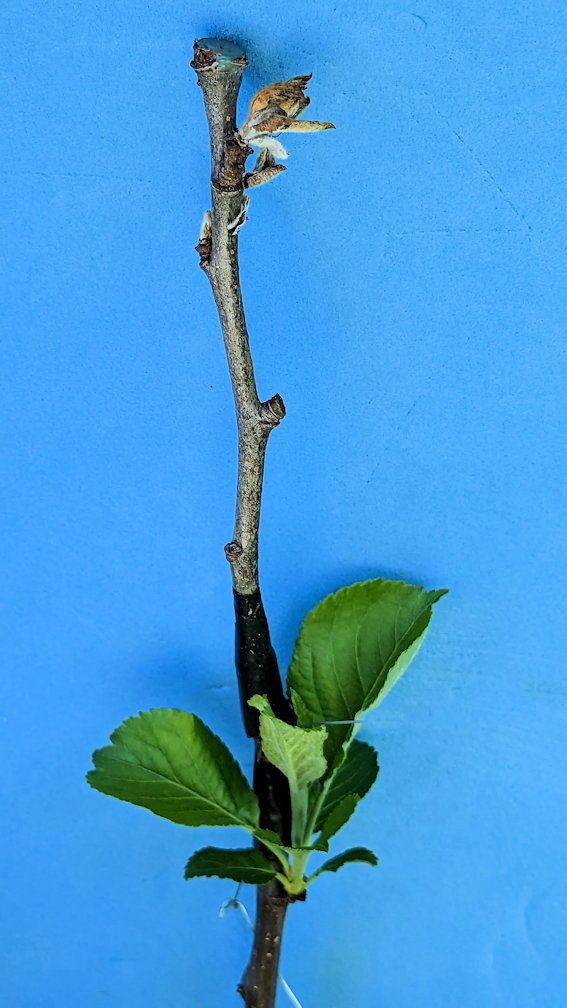 newly grafted apple tree that failed