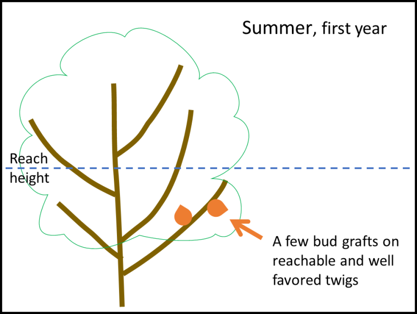 diagram of existing tree to be bud grafted