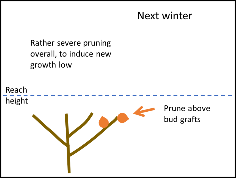 diagram of pruned tree