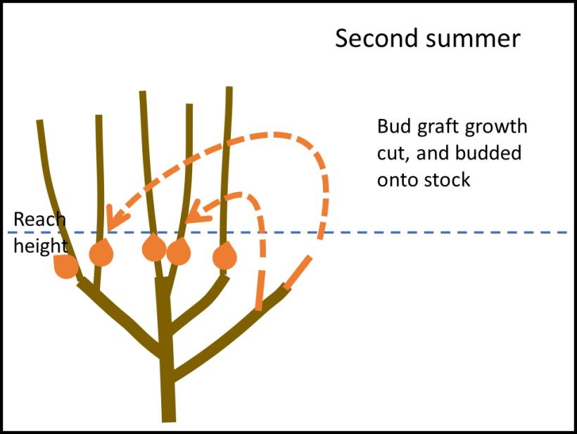 diagram of transferring buds