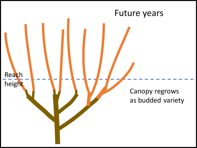 diagram of re-grown canopy