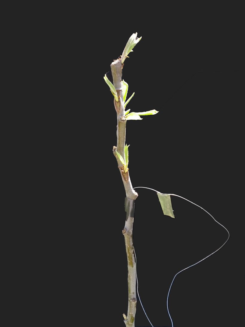 label wire taped to twig